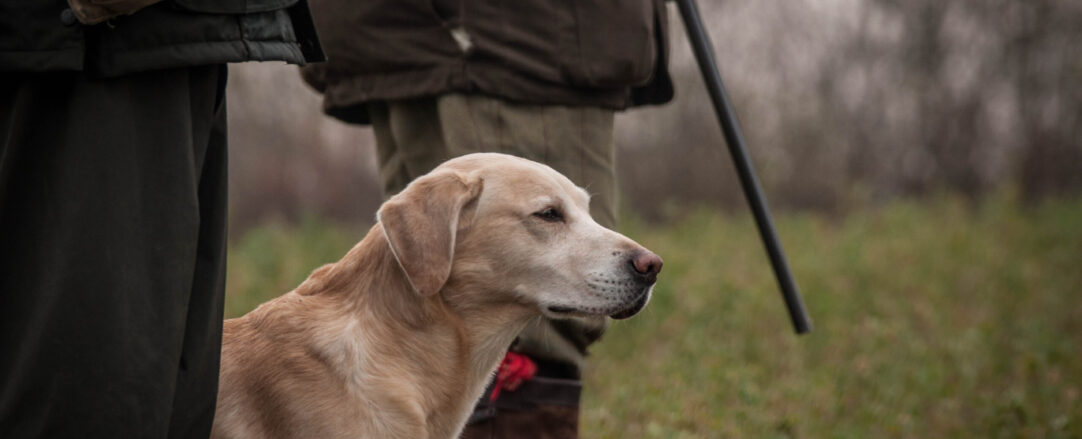 Male hunters with Labrador work dog